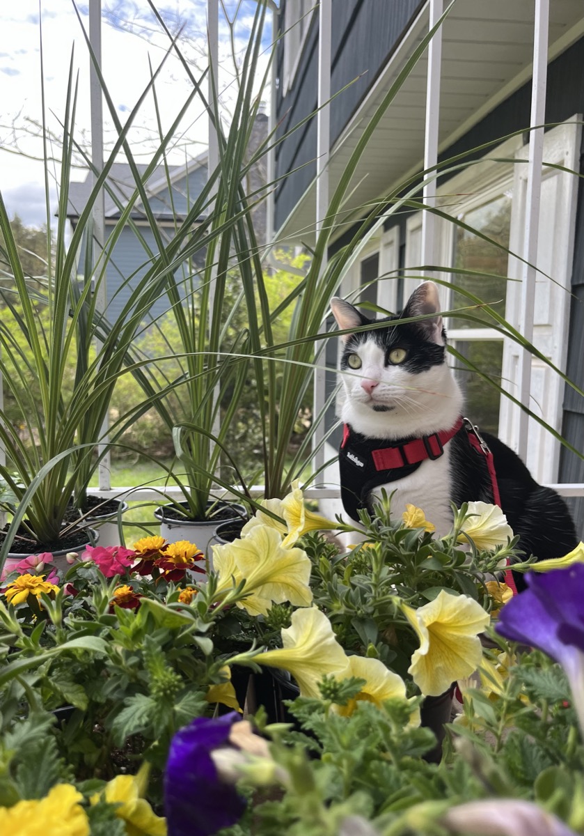 Gigi the cat sitting among flowers.